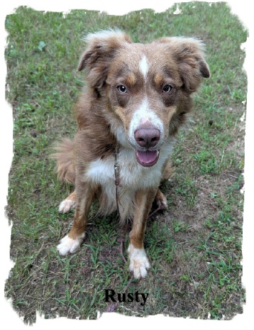 ABCA Red Tri male Border Collie out of working stock